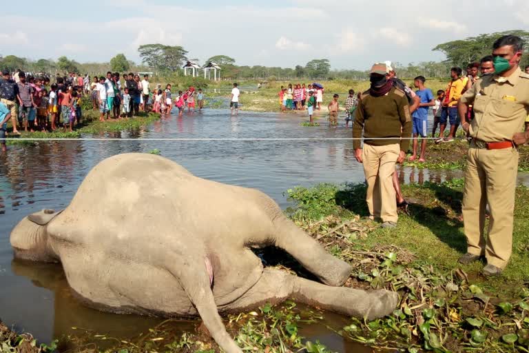 Elephant dies in electric shock in Jalpaiguri