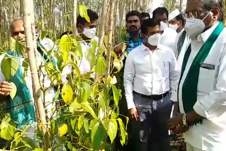 State Agriculture Mission Vice Chairman Nagireddy visits crop damaged areas in guntur district