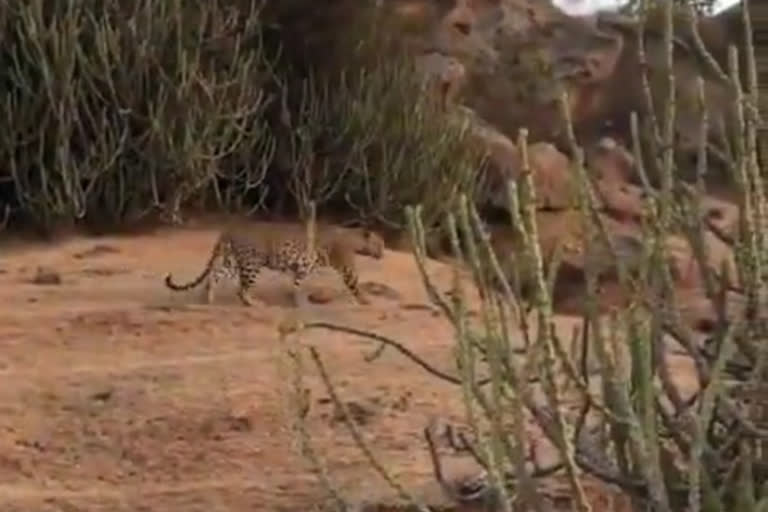 Leopard Detection in Gangavathi Hill