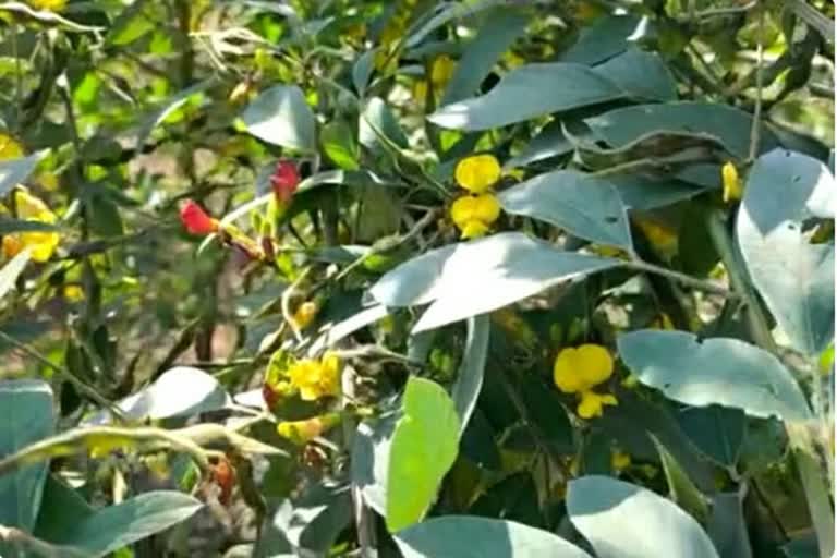 pigeon pea farming in yavatmal