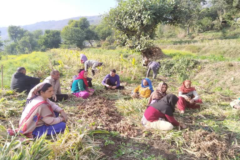 Farmers are facing problems due to low prices of ginger crop in Sirmaur