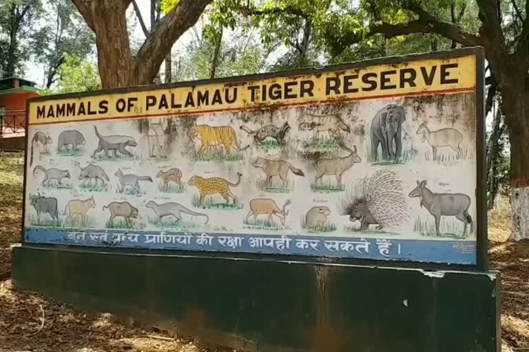 alert-in-palamu-tiger-reserve-area-due-to-cold