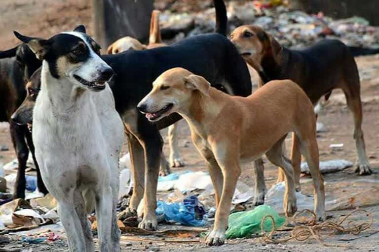 terror-of-stray-dogs-increase-in-thane-munciple-corporation-limits