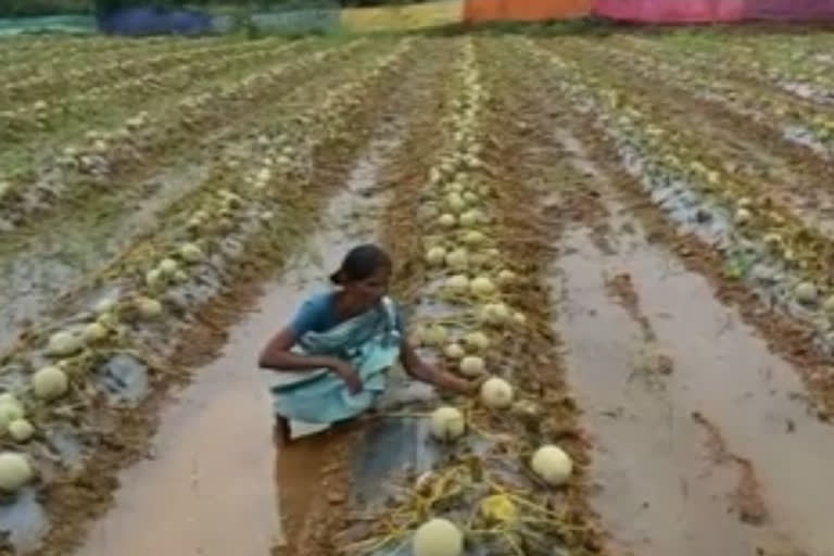 crop-damaged-with-nivar-cyclone-in-seethapuram-kadapa-district