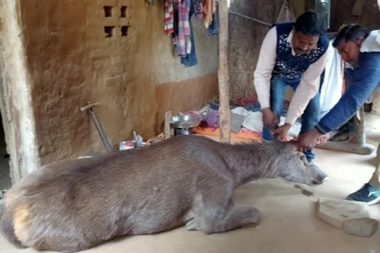 कुत्तों के हमले से घायल बारहसिंगा की मौत