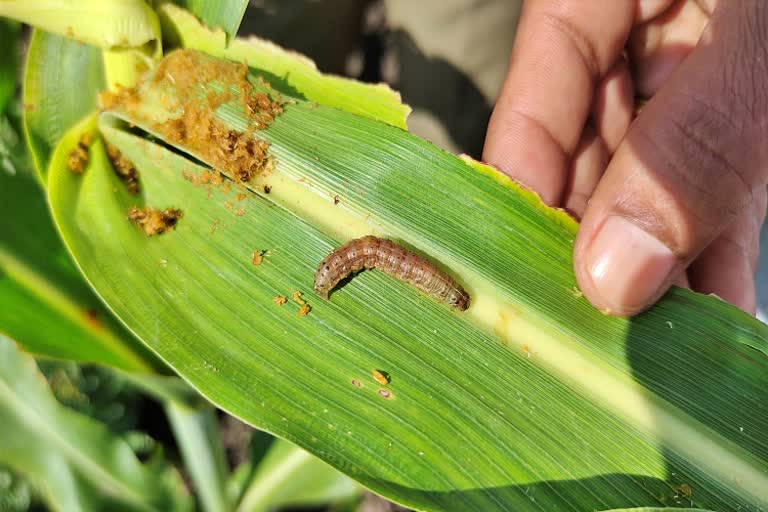 fall army worm affectes maize crop