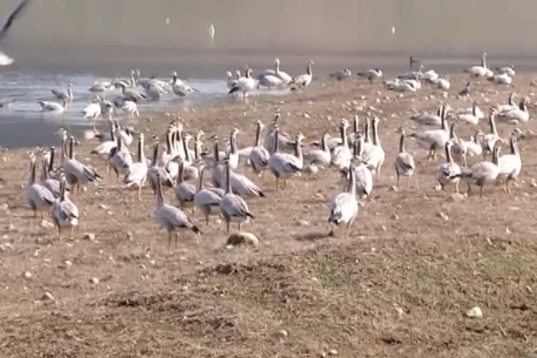 Migratory birds in Pong dam