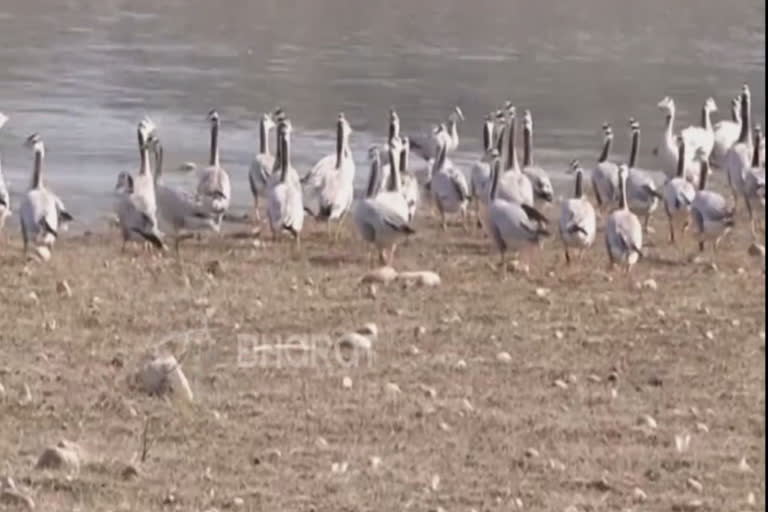 Migratory birds flock to Pong Dam lake in winter