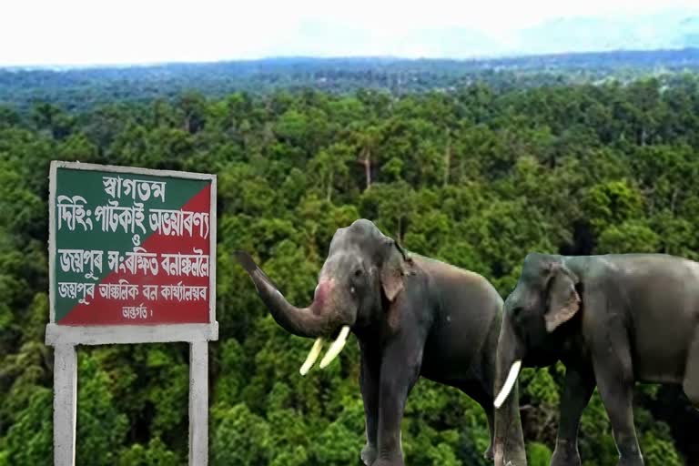 two-elephant-dead-in-three-days-in-tinsukiya