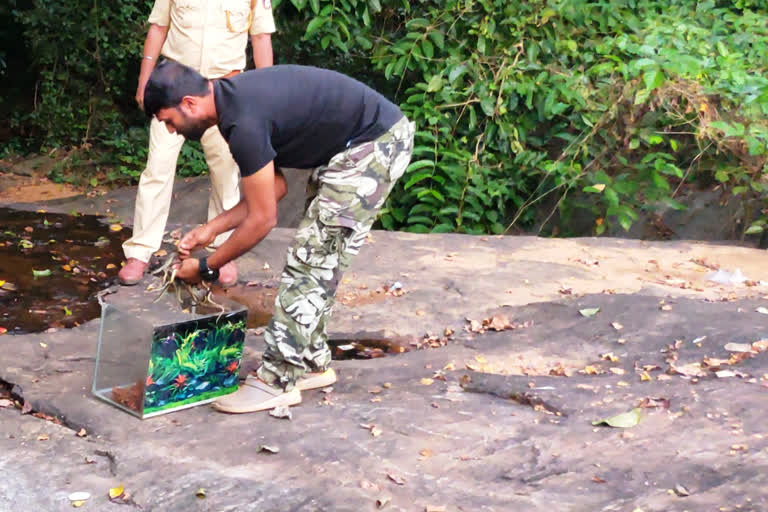 22 ಕೆರೆ ಹಾವಿನ ಮರಿಗಳನ್ನು ರಕ್ಷಣೆ ಮಾಡಿದ ಸ್ನೇಕ್​​ ಕಿರಣ್​