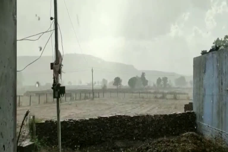 Mustard crop in the fields of karauli, करौली में अच्छी हुई रबी की उपज