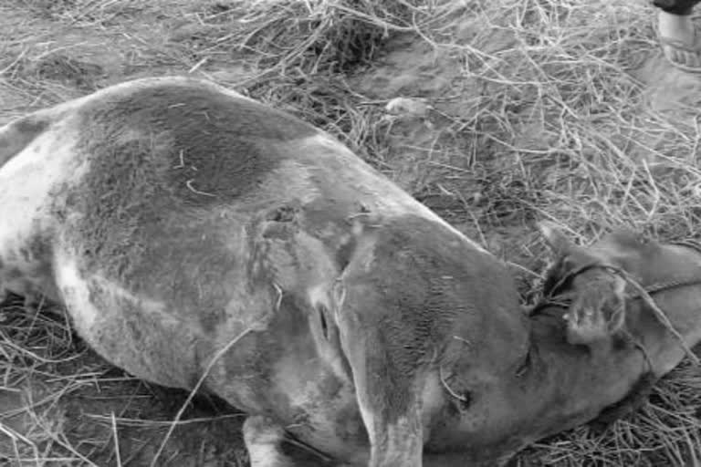 Elephant ride ... calves killed in attack