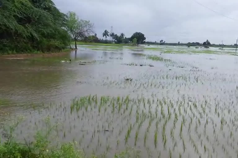 Bure V is a submerged rainforest affected by the storm