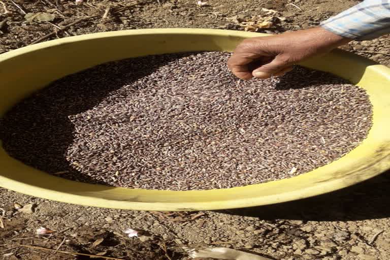 rudraprayag cultivation of black wheat