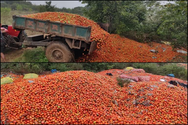 tomato crop destroyed due to rain in chikkaballapur