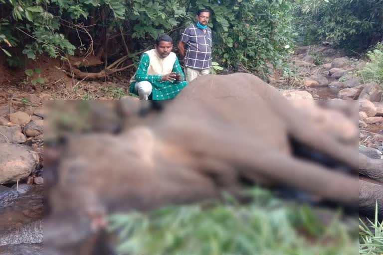 Sick elephant dead in Biriam forest in Deogarh