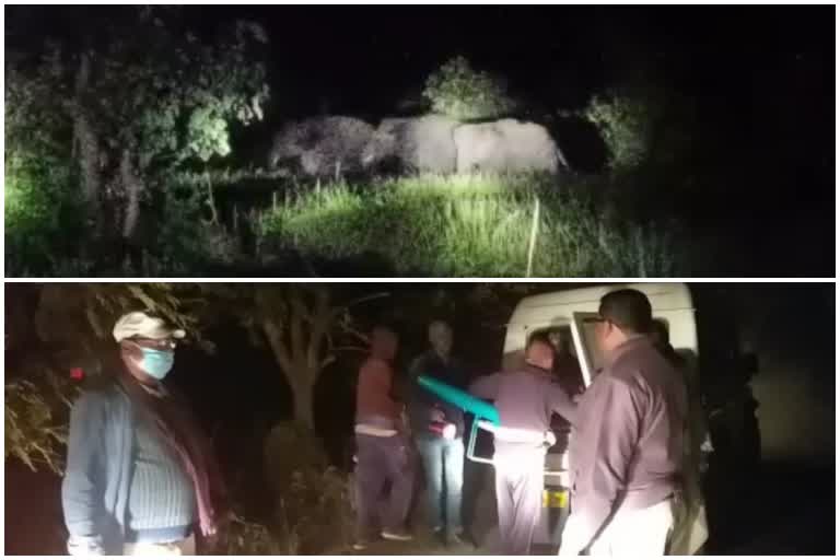 Elephant terror in Subarnapur, farmer and forest workers chased elephants by waking up