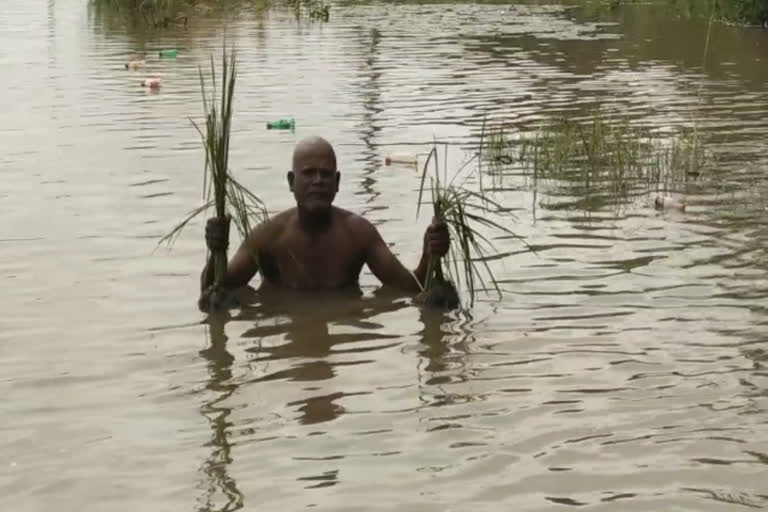 மழை நீரால் சேதமடைந்த விளைநிலங்கள்