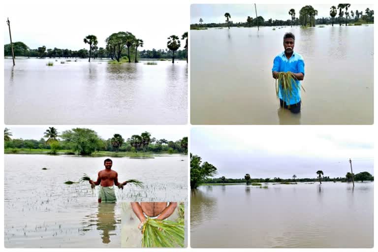 நெற்பயிர்கள் மழையில் மூழ்கி சேதம்