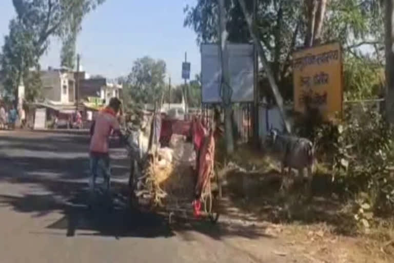 Carcasses carried in bullock carts