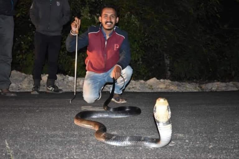 As_SLC_King cobra _Rescue_ASC10043_IMG