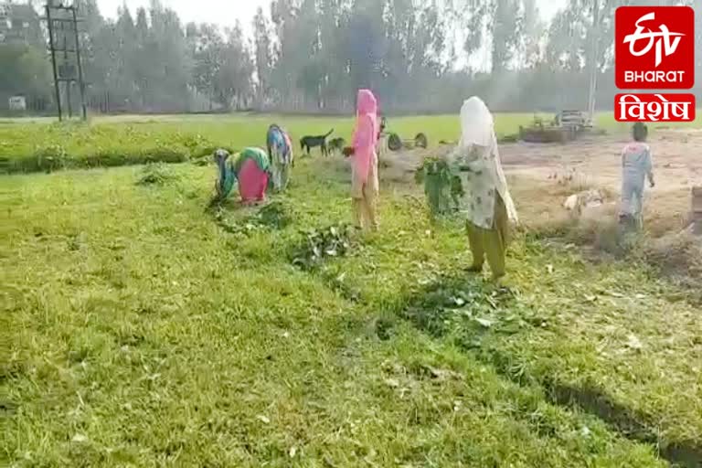 women working fields Jalbheda village