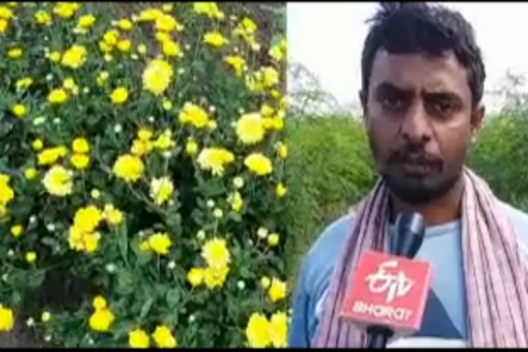 A farmer grew a Chrysanthemum flower on a quarter acre of land in ballary