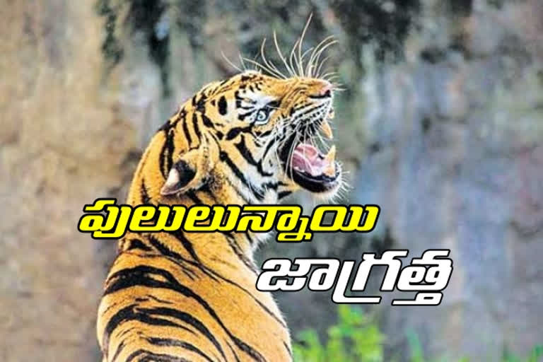 12 tigers in kagaznagar in kumuram bheem asifabad district