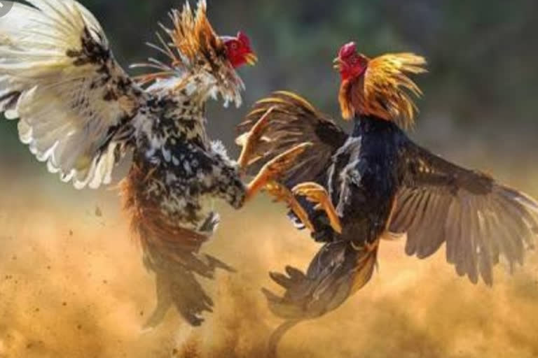 cock fight