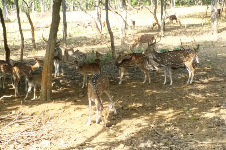 investigation-of-deer-pieces-recovered-in-seraikela