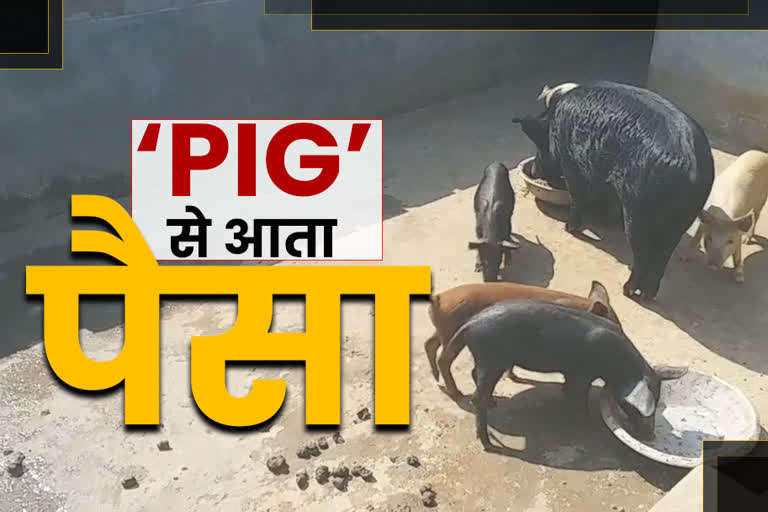 women-doing-pig-farming-in-hazaribag