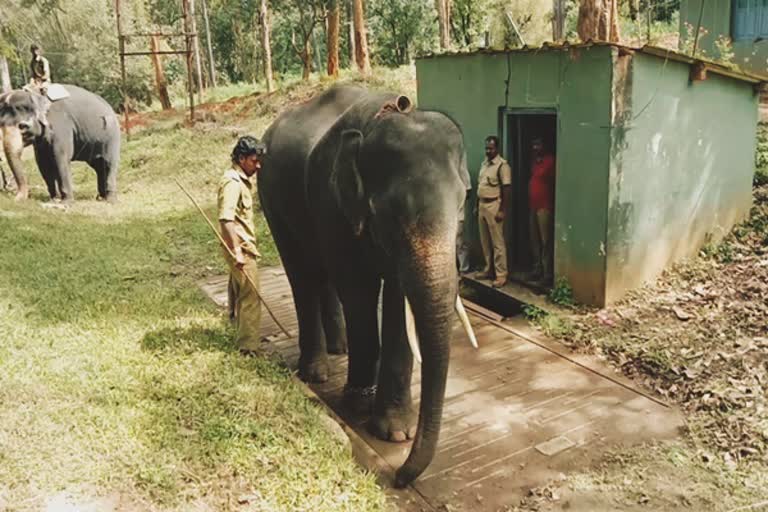 யானைகள் உடல் எடை பரிசோதனை  தெப்பக்காடு வளர்ப்பு யானைகள் முகாம்  Theppakadu Breeding Elephants Camp  Elephant weight checkup  Elephant weight checkup in nilgiris