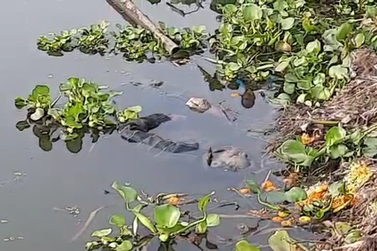 deadbody_recovered_from_the_pond_in_raiganj