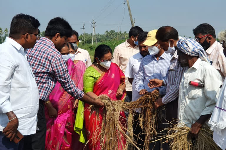 దెబ్బతిన్న పంటలను పరిశీలిస్తున్న పూనం మాలకొండయ్య