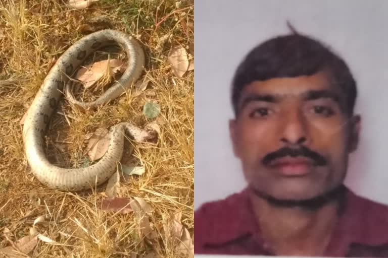 man dies due to snake bite