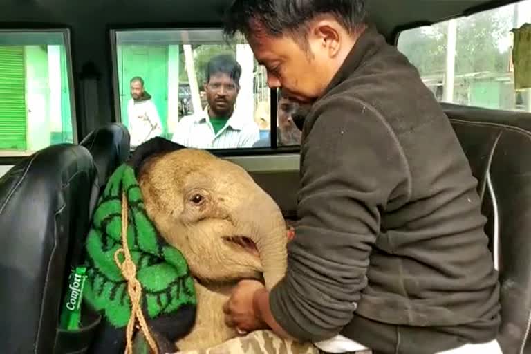 elephant rescued in nagaon