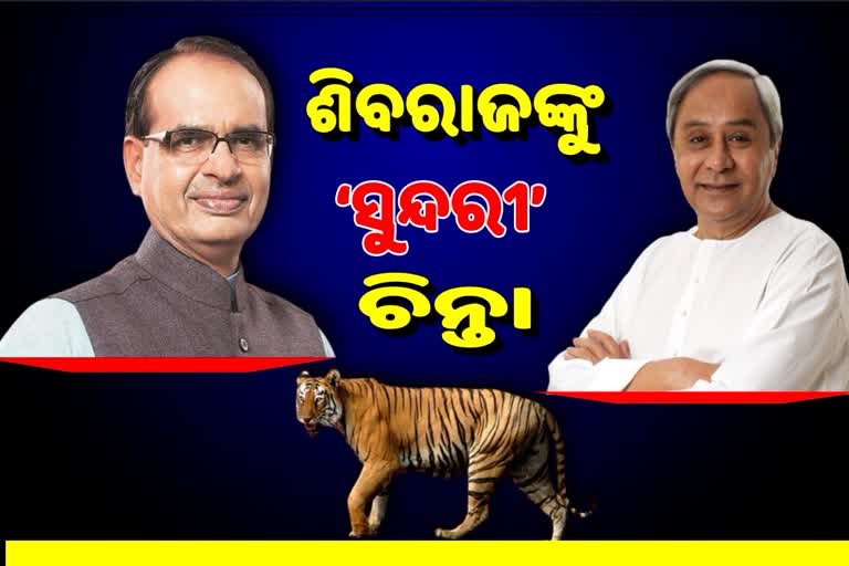 ବାଘୁଣୀ ‘ସୁନ୍ଦରୀ’ ଚିନ୍ତା: ମୁଖ୍ୟମନ୍ତ୍ରୀଙ୍କୁ ଚିଠି ଲେଖିଲେ ମଧ୍ୟପ୍ରଦେଶ ମୁଖ୍ୟମନ୍ତ୍ରୀ