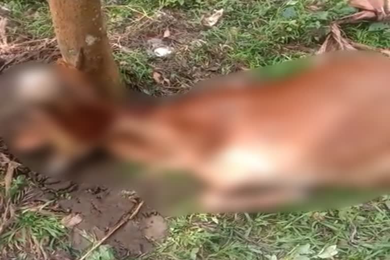 Tiger attack on cow in kodagu