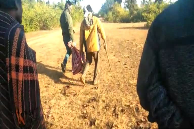 Tiger hunted young man in Sanjay Tiger Reserve