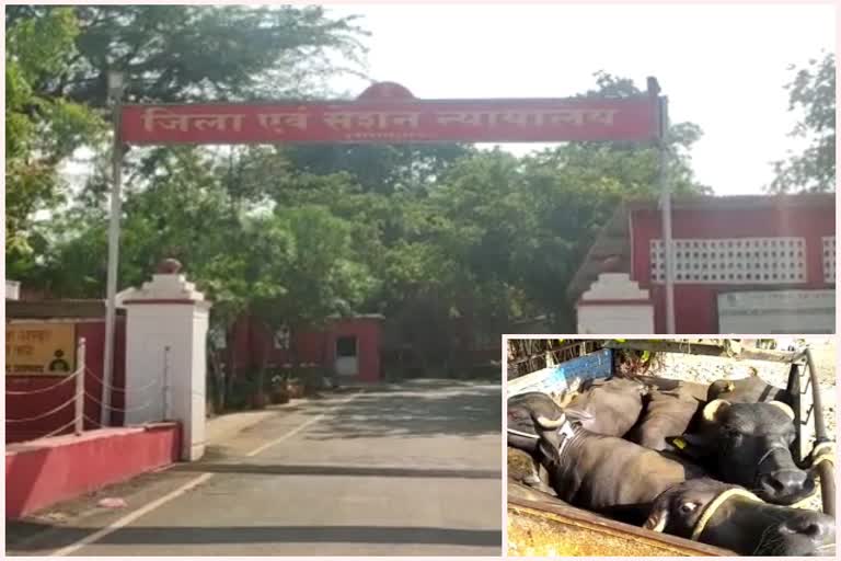 पशु क्रूरता मामले में एसीजेएम प्रतापगढ़ आदेश, ACJM Pratapgarh order in animal cruelty