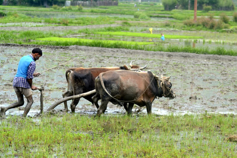 Black paddy: changing lives