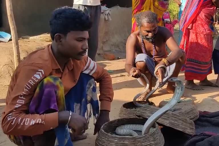 snake-charmers-are-not-getting-benefit-of-government-schemes