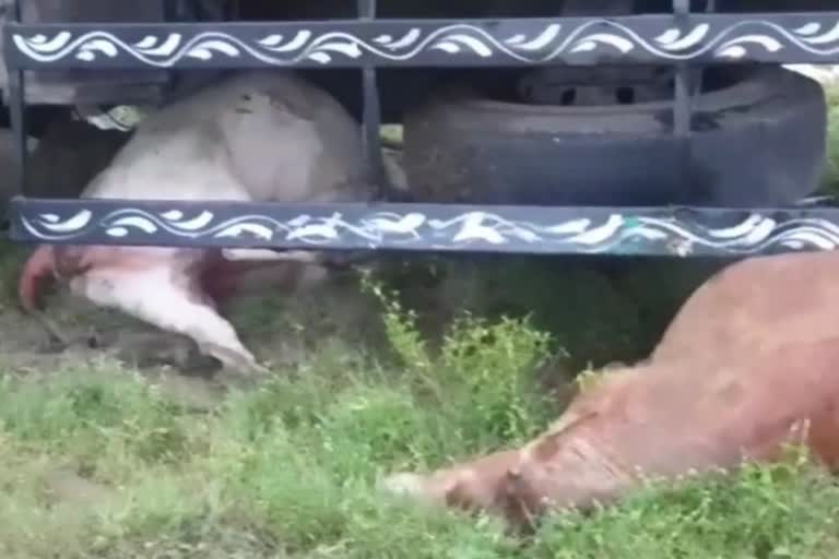 13_cows_died_in_lorry_accident