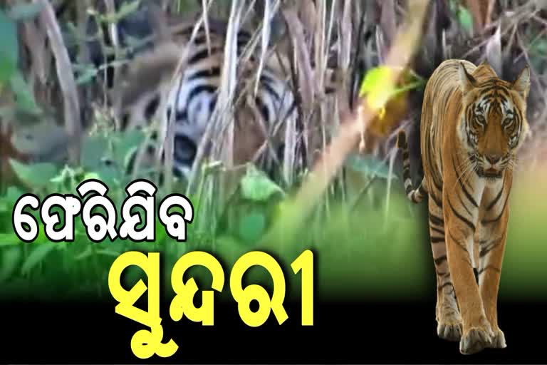 ସୁନ୍ଦରୀ ଫେରିଯିବା ଖବର ଶୁଣି ଗ୍ରାମବାସୀ ମୁହଁରେ ଫୁଟିଲା ହସ