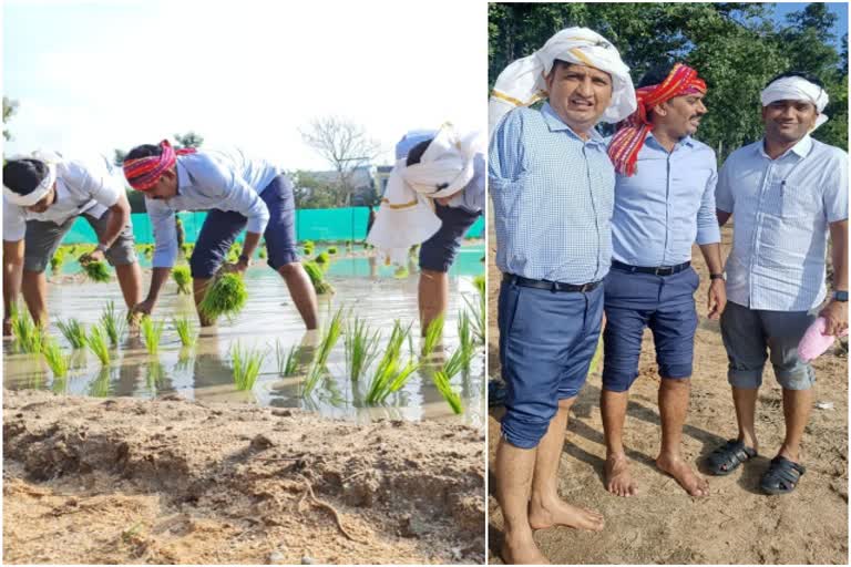 IPS, IAS officers planted paddy in Chittoor