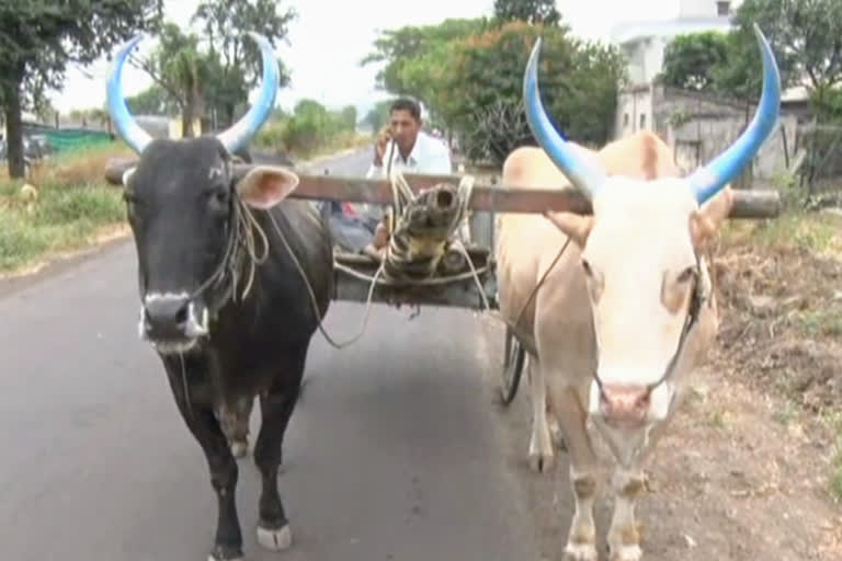 Bullock Cart