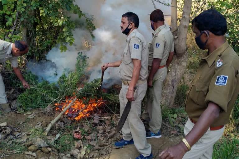 Cannabis cultivation on forest land destroyed by Correction Department