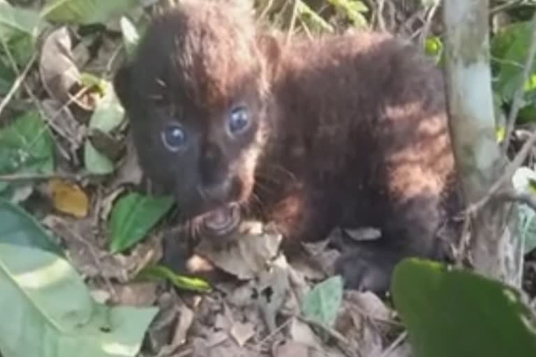 two-cub-rescued-in-chabua-tea-estate