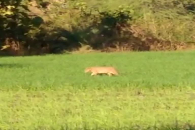 Leopard panic in village,