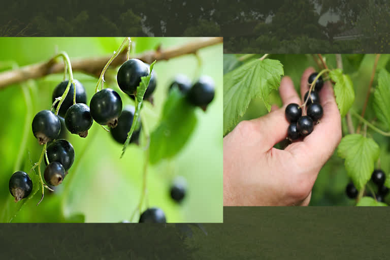 blackcurrant,  agriculture